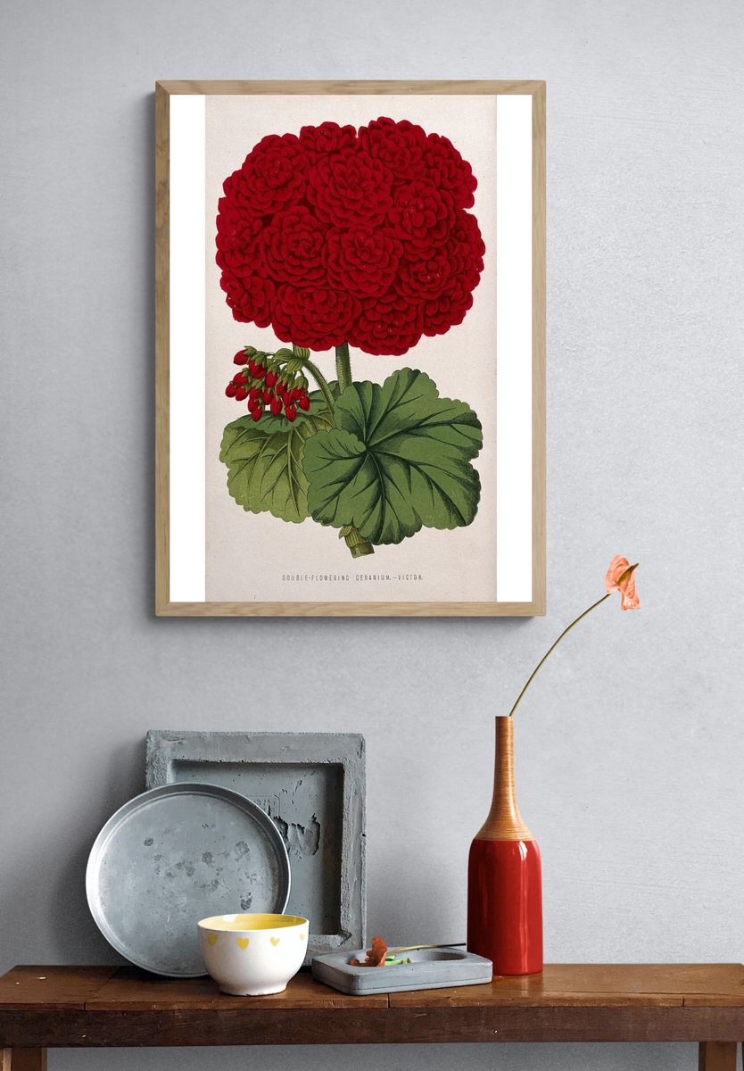 Double-Flowering Geranium — Botanical Print. — room view 3