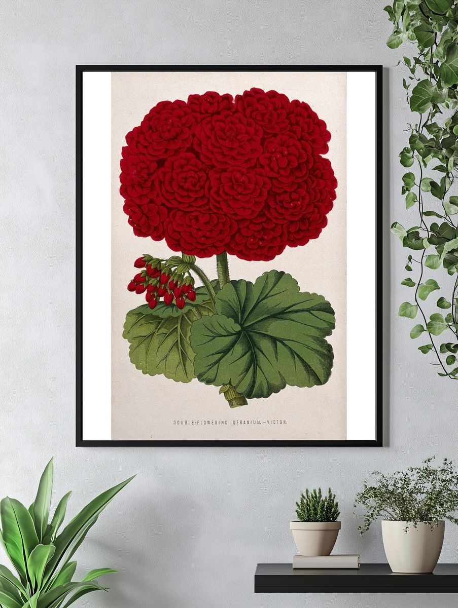Double-Flowering Geranium — Botanical Print. — room view 4