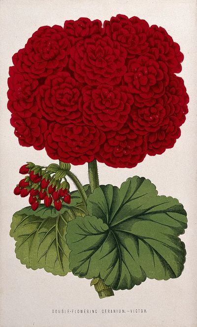 Double-Flowering Geranium — Botanical Print. poster print
