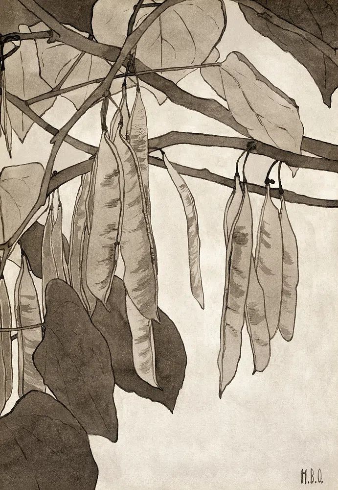 Botanical Illustration of Pea Pods — Fine Art Print. poster detail