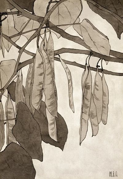 Botanical Illustration of Pea Pods — Fine Art Print. poster
