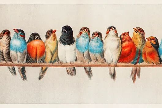 Colorful Birds on a Branch — Vintage Print. poster — nature art