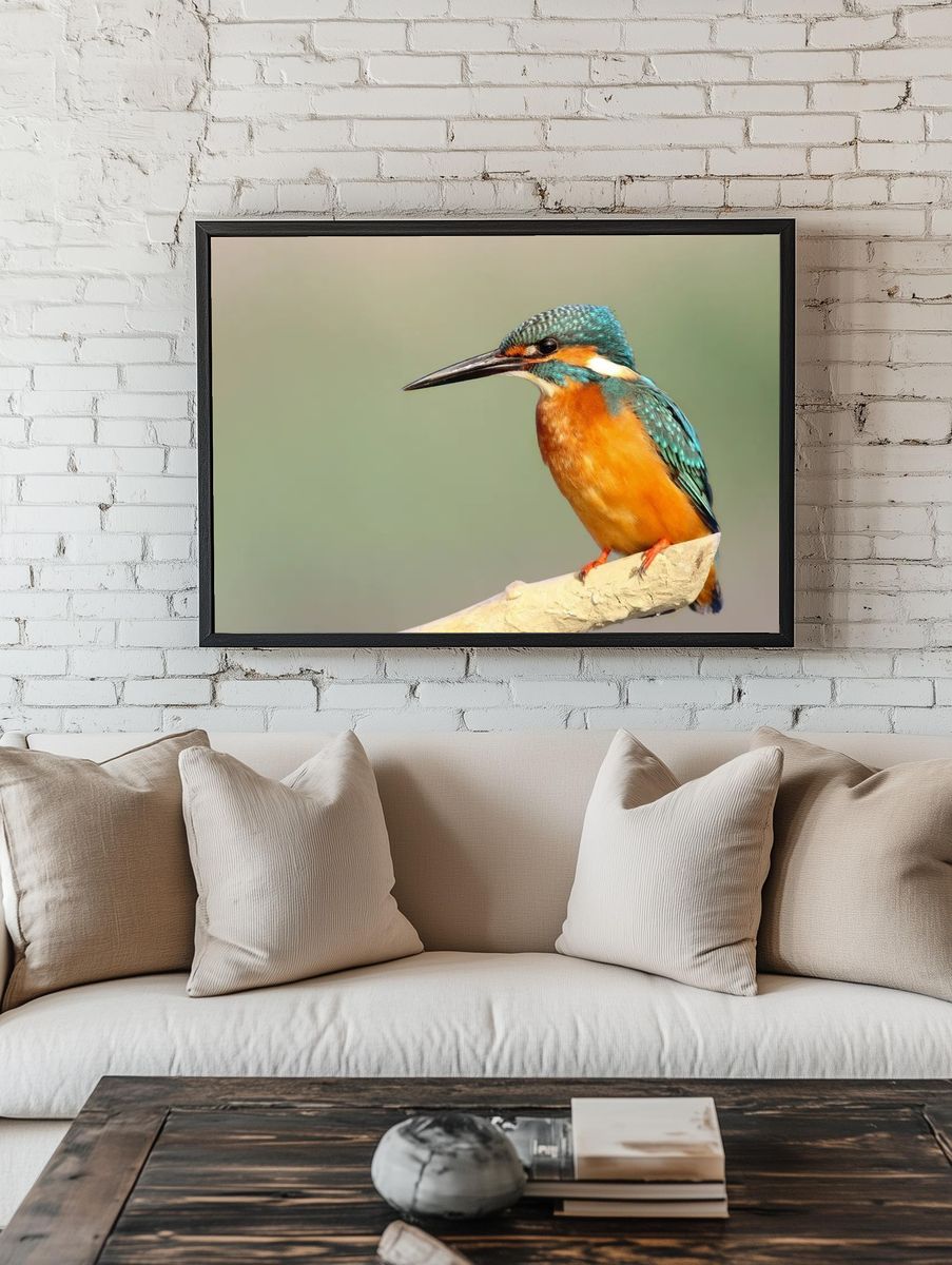 Kingfisher Bird Photography Poster. — room view 1