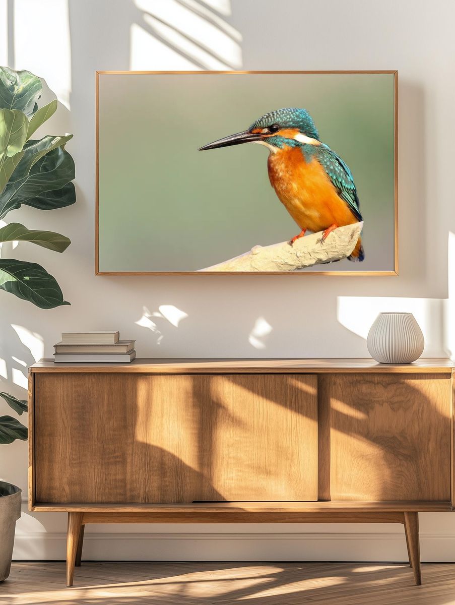 Kingfisher Bird Photography Poster. — room view 3