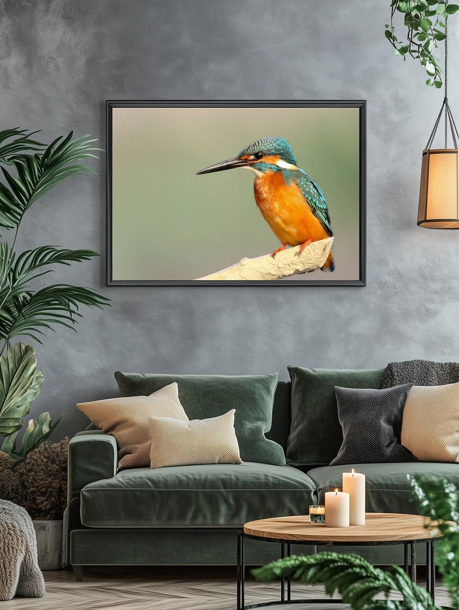 Kingfisher Bird Photography Poster. — room view 4