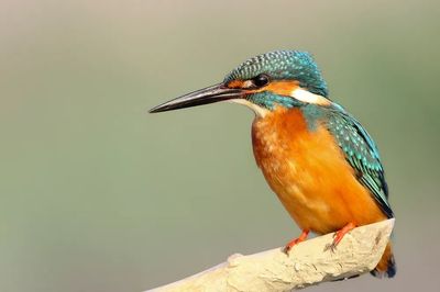 Kingfisher Bird Photography Poster. poster