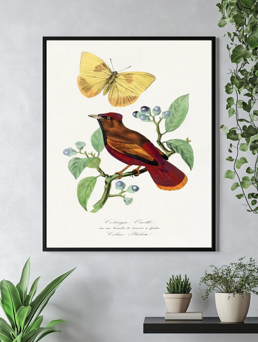 Colibri Bird and Butterfly — Botanical Print. — room view 4