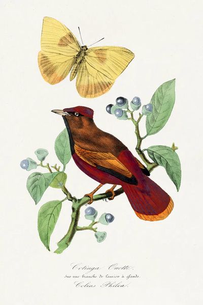 Colibri Bird and Butterfly — Botanical Print. poster print
