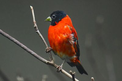 Vibrant Bird on Branch — Nature Print