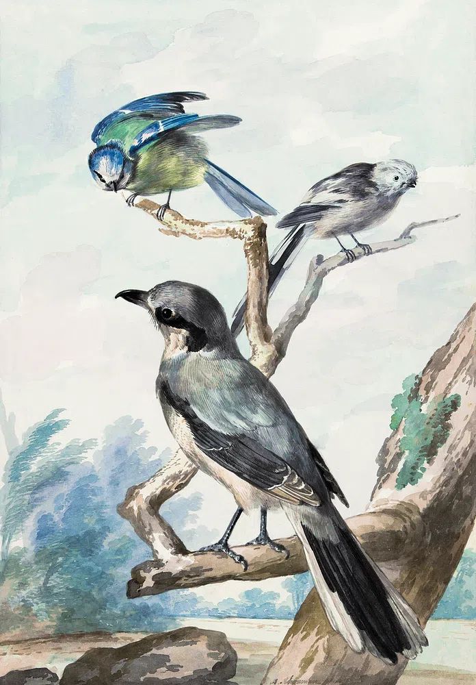 Three birds: Long-tailed Tit, Blue. poster — animals art
