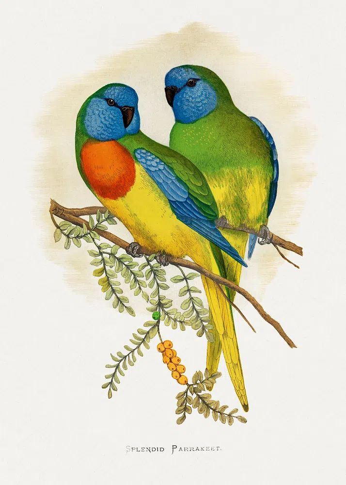 Splendid Parrakeet Illustration Poster. poster — illustration art
