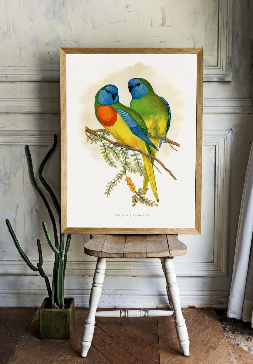 Splendid Parrakeet Illustration Poster. — room view 1