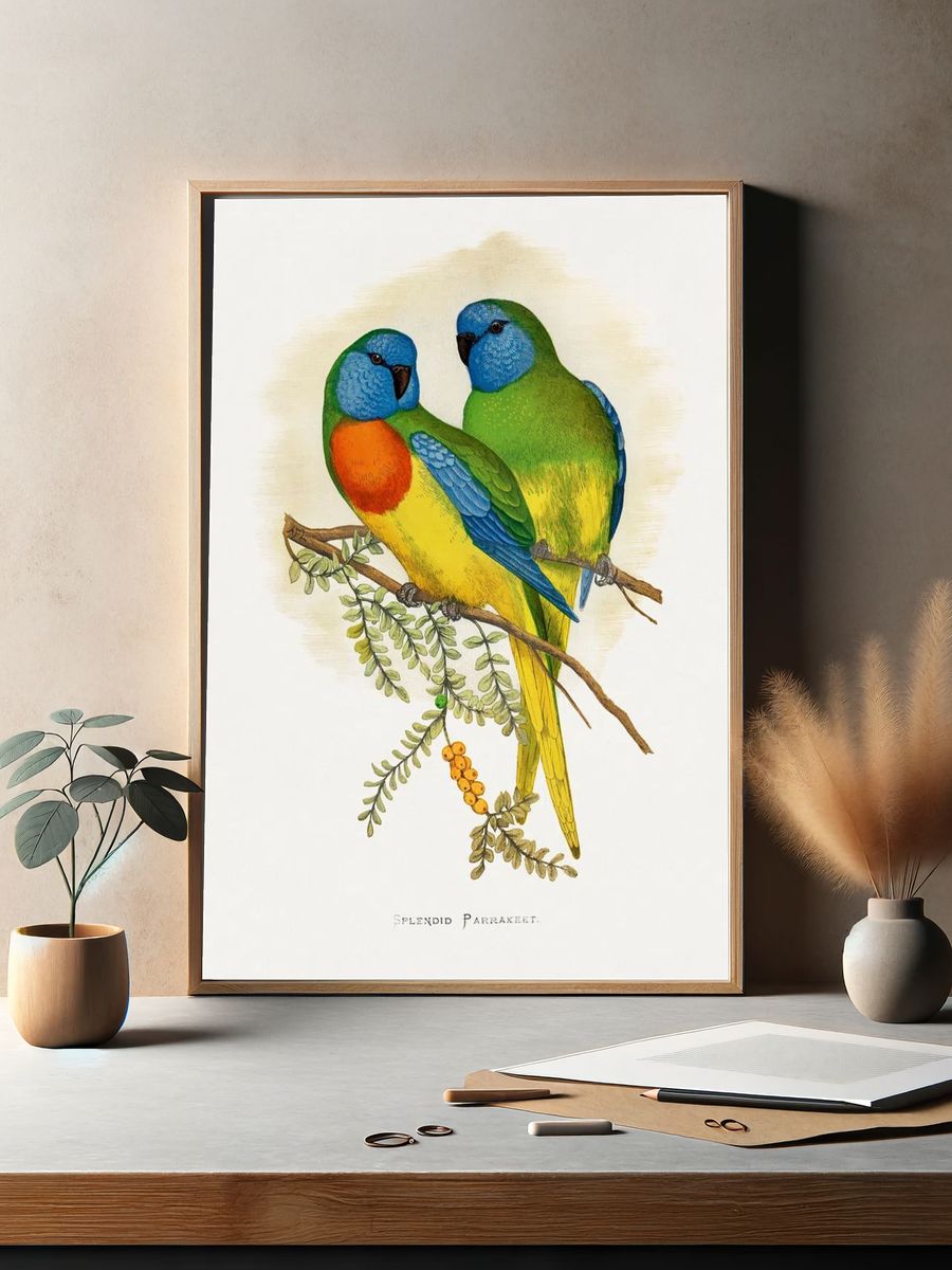 Splendid Parrakeet Illustration Poster. — room view 2