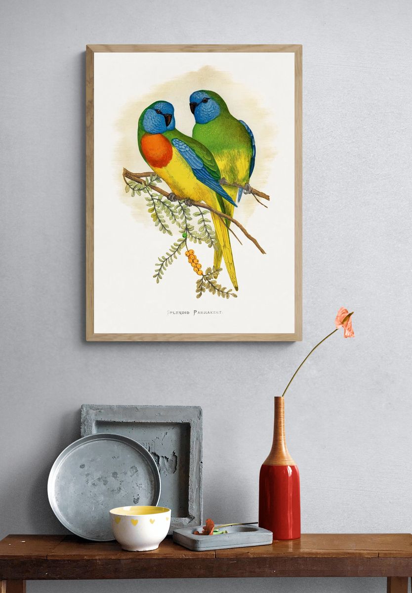 Splendid Parrakeet Illustration Poster. — room view 3