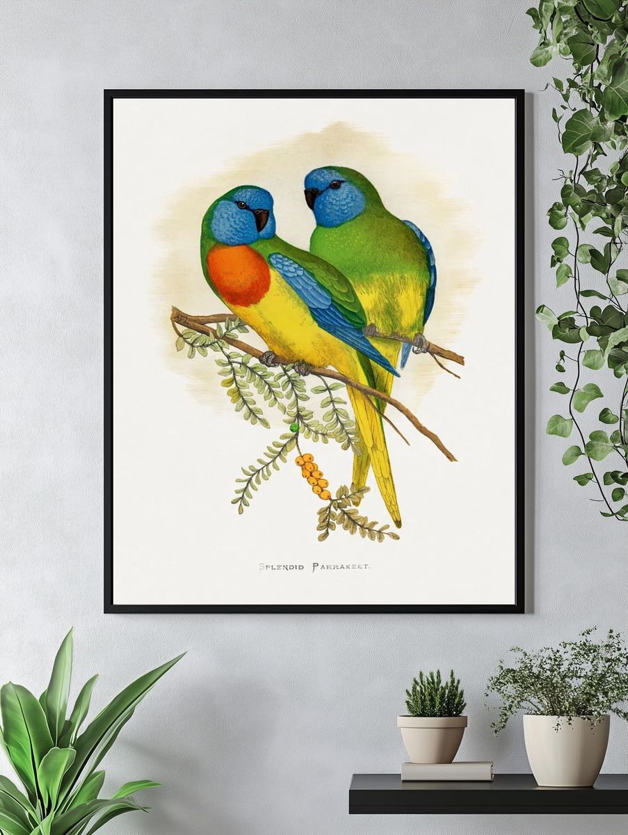Splendid Parrakeet Illustration Poster. — room view 4
