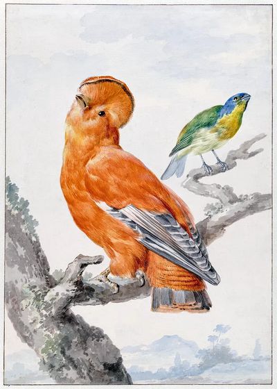 Colorful Birds — Vintage Print