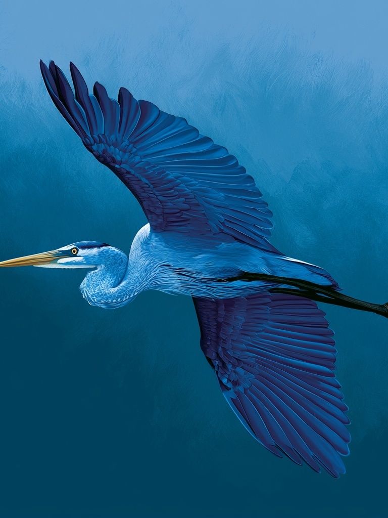 Blue Heron Flight Poster. poster detail
