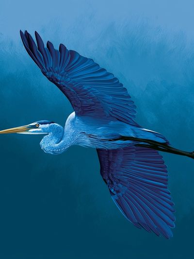 Blue Heron Flight Poster.