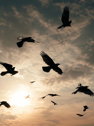 Birds at Sunset Photography Poster. poster