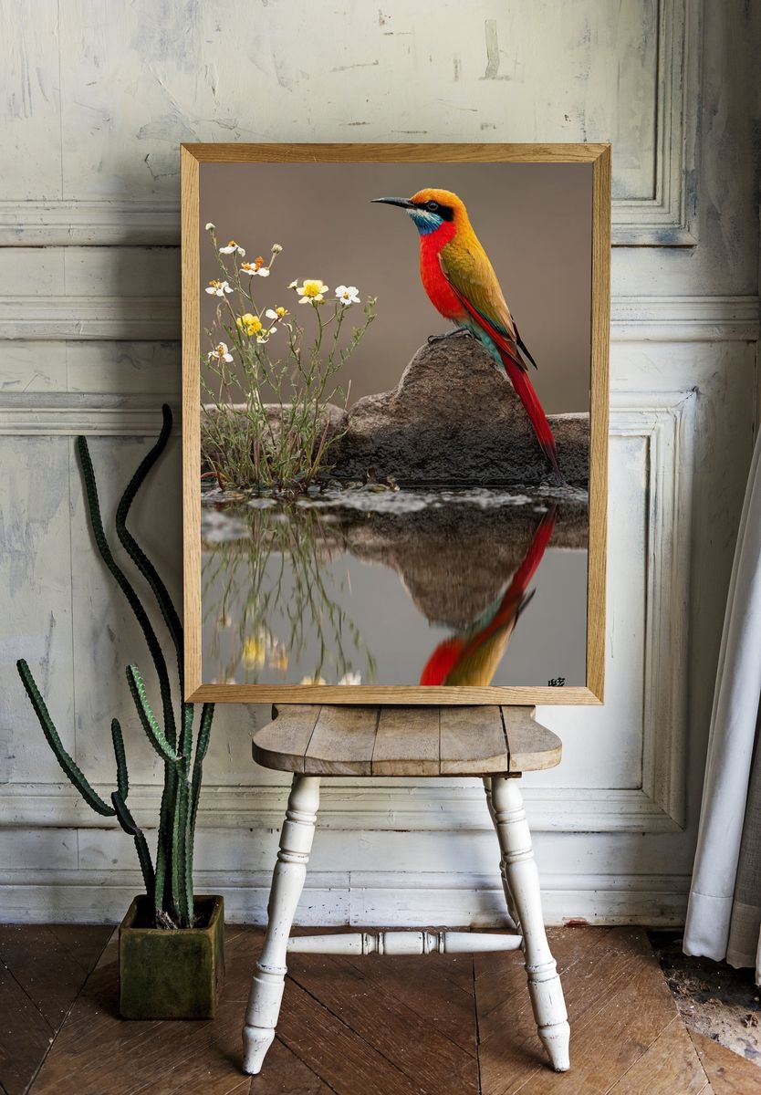 Colorful Bird Reflection Photography Poster. — room view 1