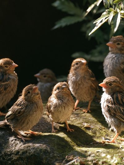 Baby Birds in Sunlight Poster.