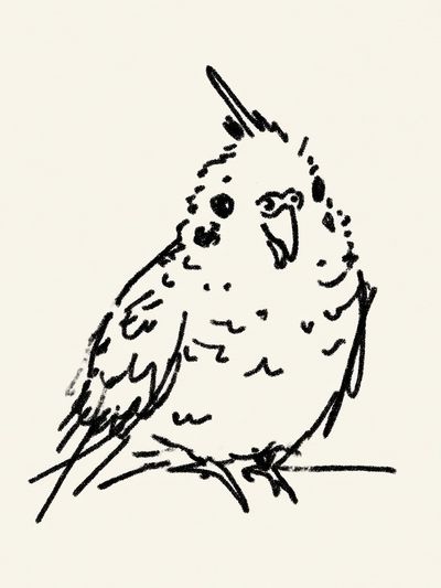 Charming Bird Sketch Poster. poster print