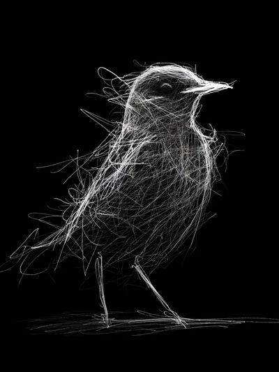 Abstract Bird Line Art Poster.