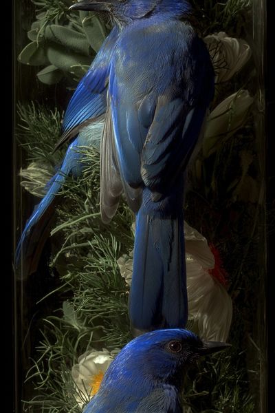 Blue Birds — Nature Print. poster