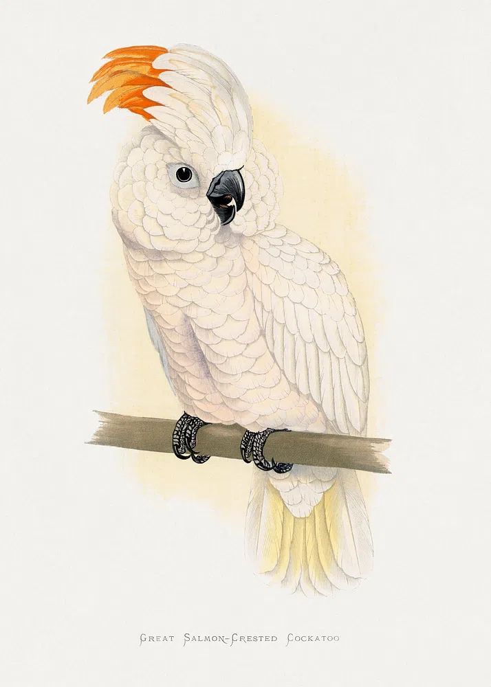 Great Salmon-Crested Cockatoo — Illustration Print. poster detail