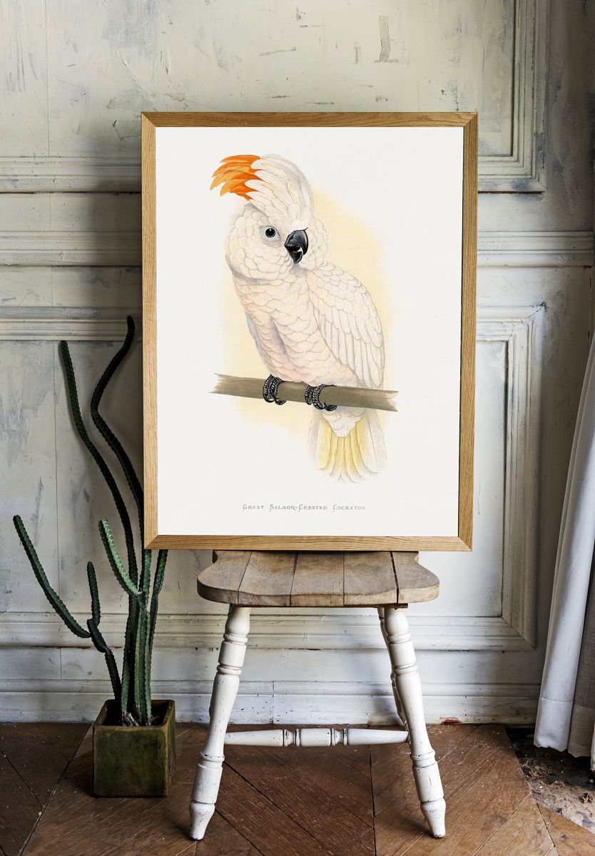 Great Salmon-Crested Cockatoo — Illustration Print. — room view 1