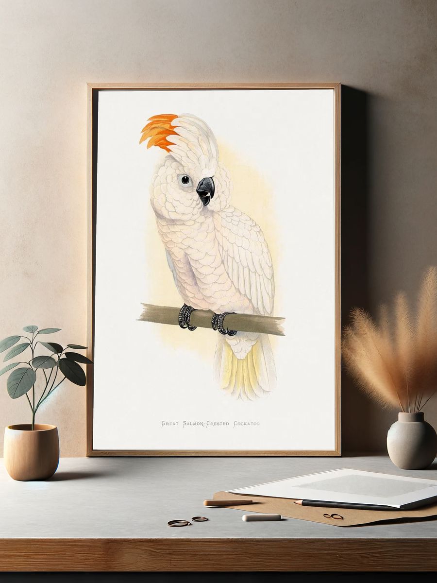 Great Salmon-Crested Cockatoo — Illustration Print. — room view 2
