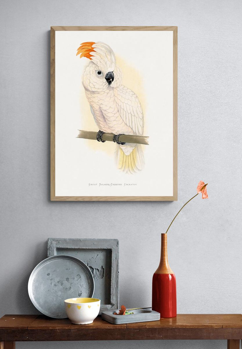 Great Salmon-Crested Cockatoo — Illustration Print. — room view 3