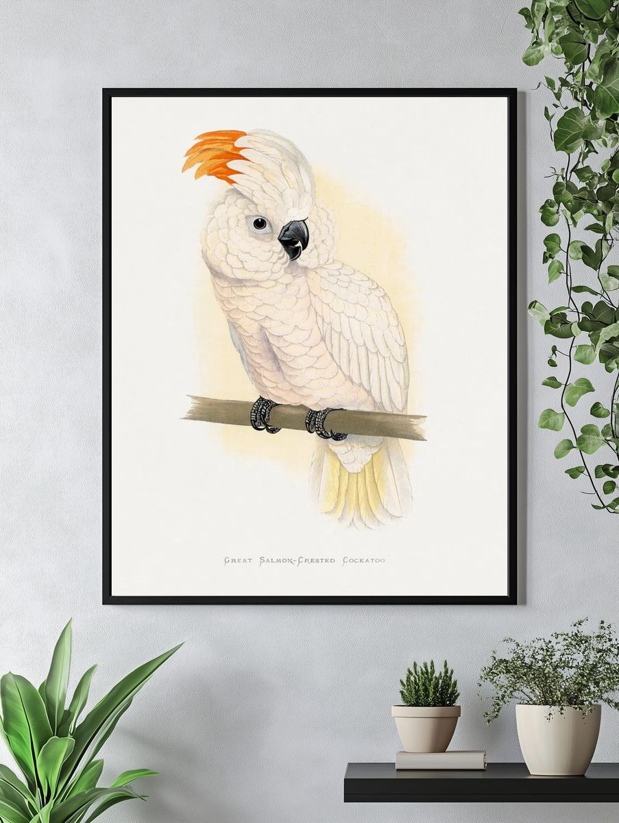 Great Salmon-Crested Cockatoo — Illustration Print. — room view 4