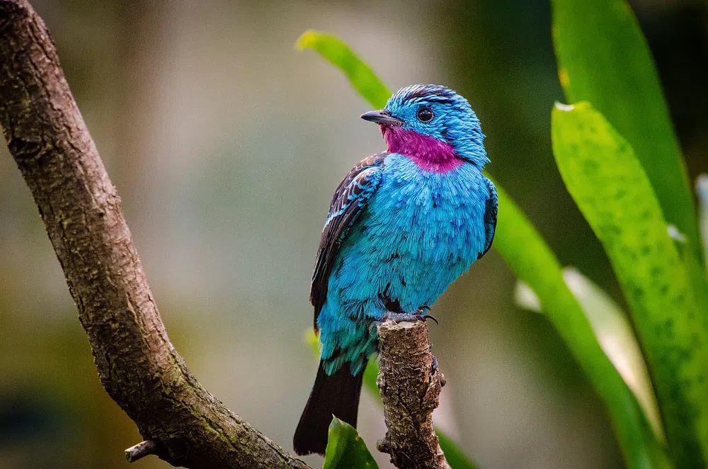 Colorful Bird on Branch Poster. poster — nature art