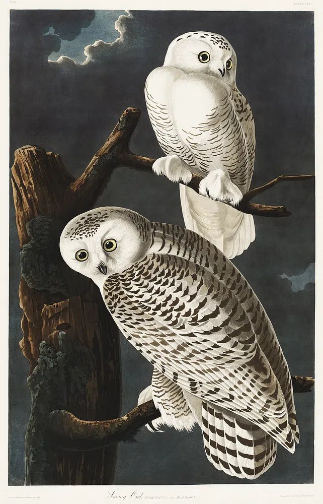 Snowy Owl Birds America (1827). poster detail
