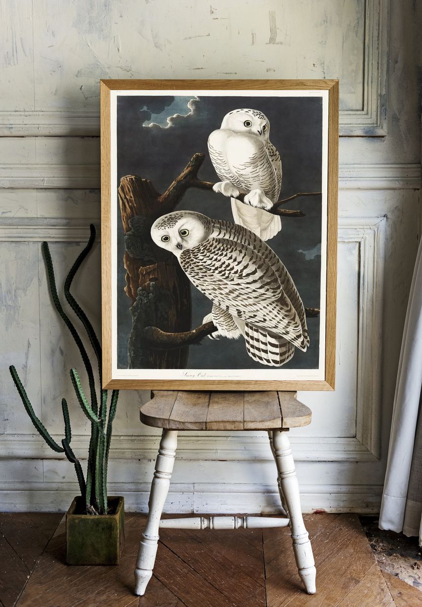 Snowy Owl Birds America (1827). — room view 1