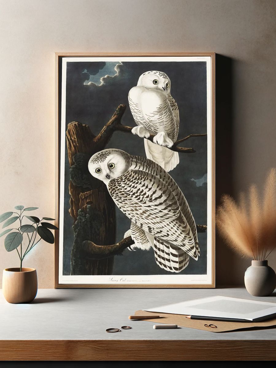 Snowy Owl Birds America (1827). — room view 2
