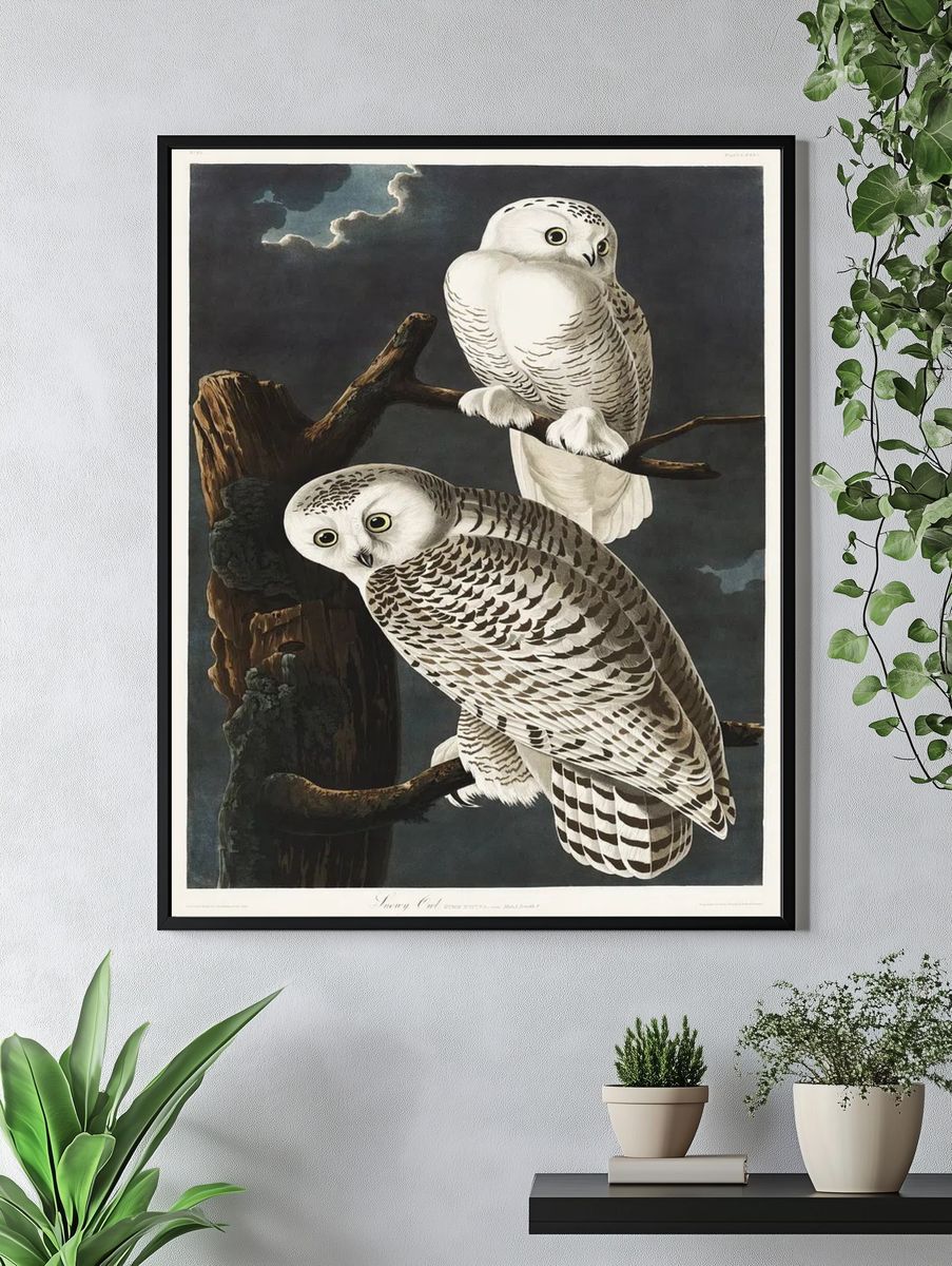 Snowy Owl Birds America (1827). — room view 4
