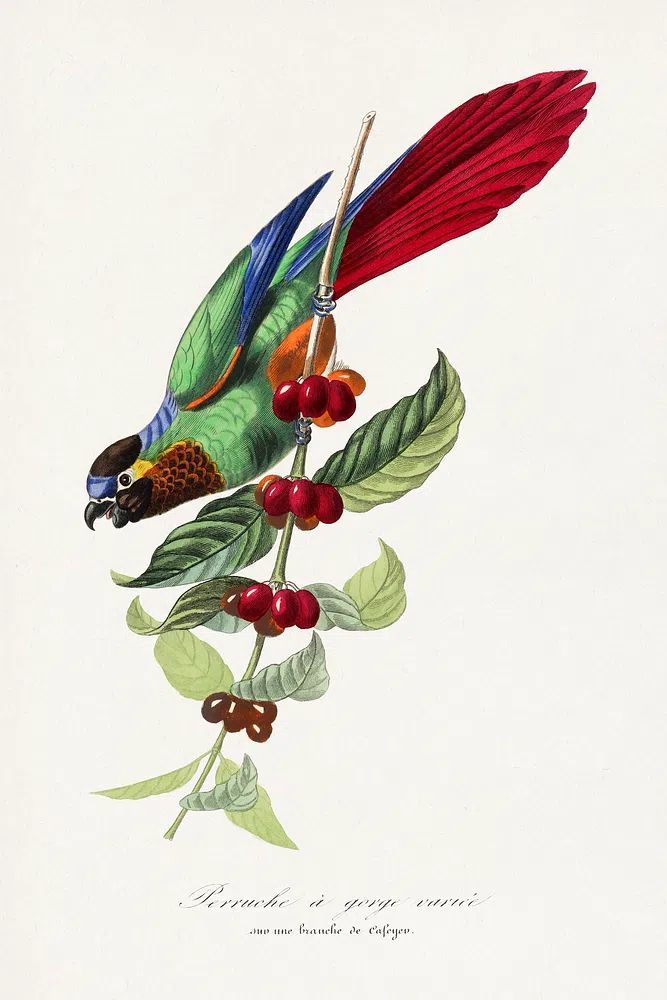Parakeet bird painting. poster detail