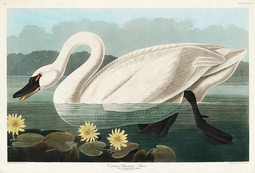 Common American Swan Birds America. poster — animals art