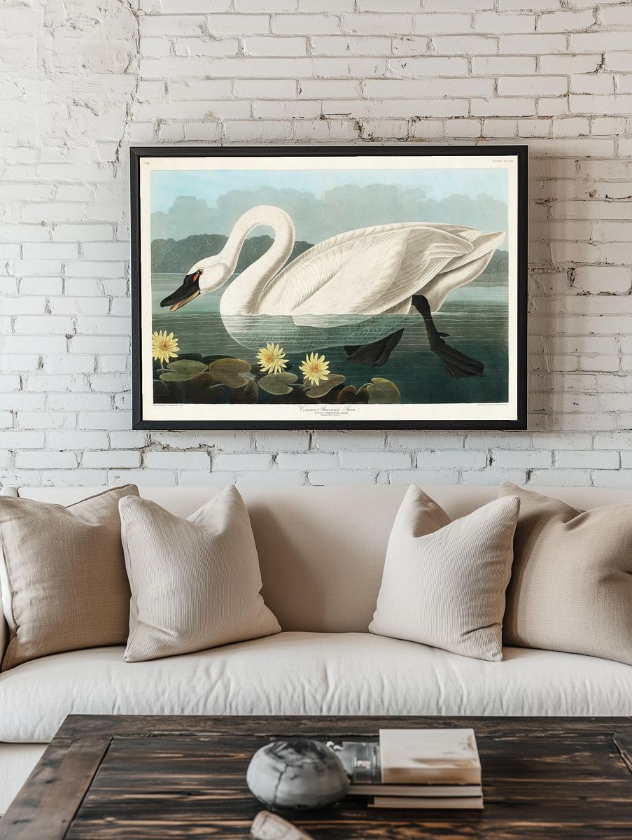 Common American Swan Birds America. room preview