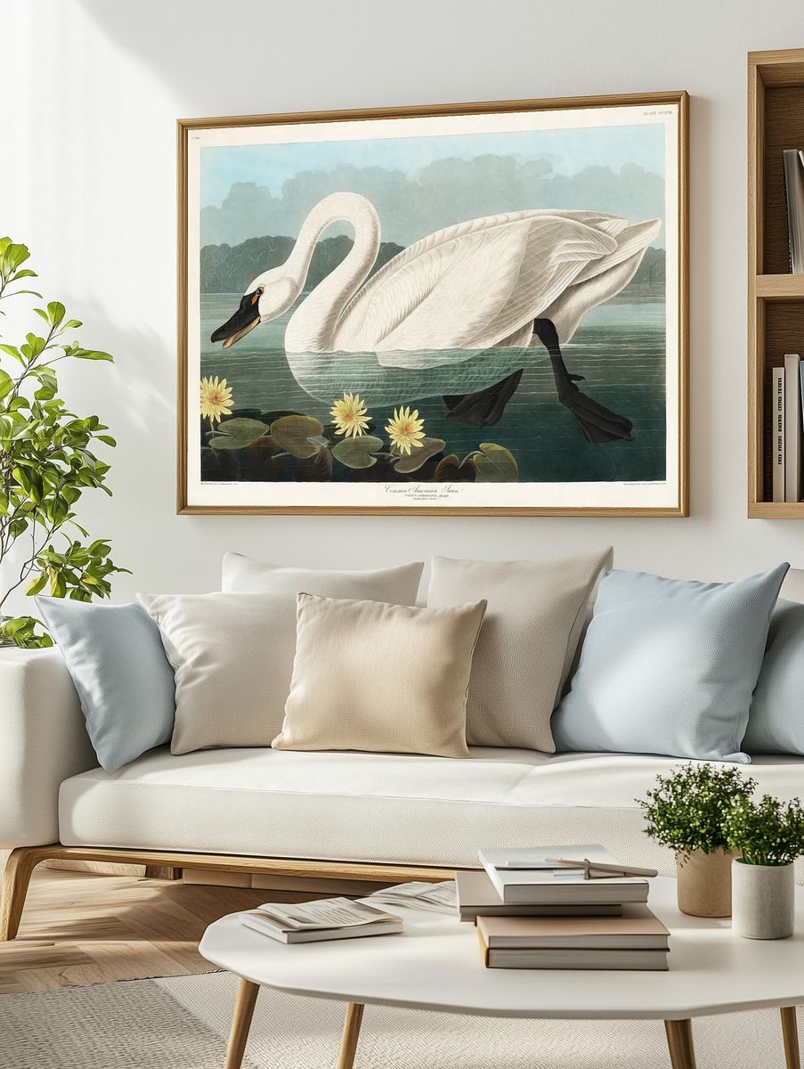 Common American Swan Birds America. — room view 2