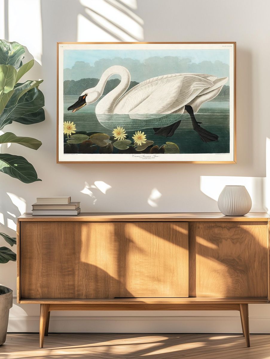 Common American Swan Birds America. — room view 3