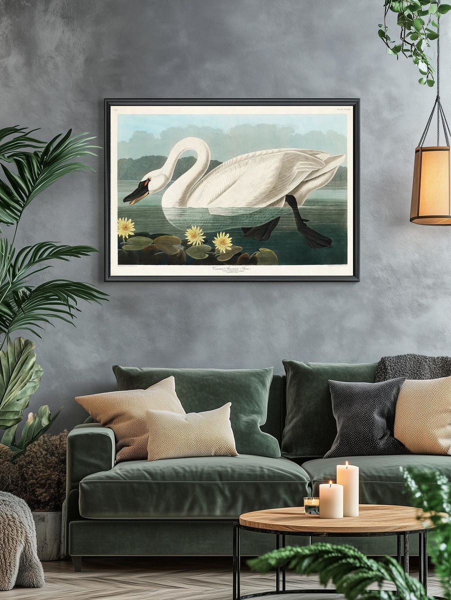 Common American Swan Birds America. — room view 4