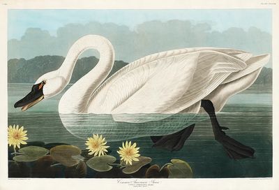 Common American Swan Birds America.