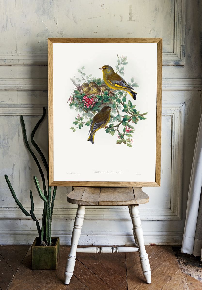 Ligurinus chloris; Greenfinch (1804–1902) print. — room view 1