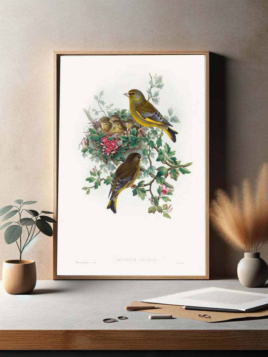 Ligurinus chloris; Greenfinch (1804–1902) print. — room view 2
