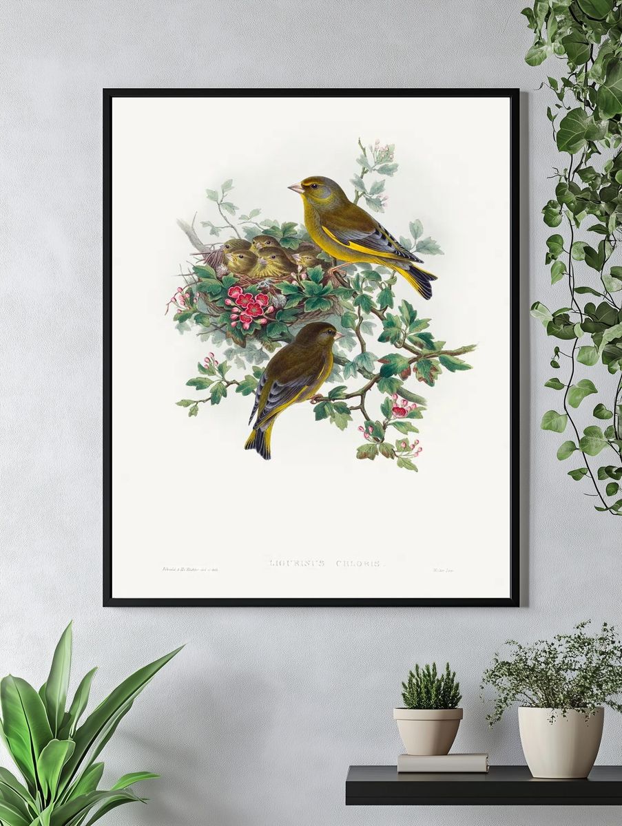 Ligurinus chloris; Greenfinch (1804–1902) print. — room view 4