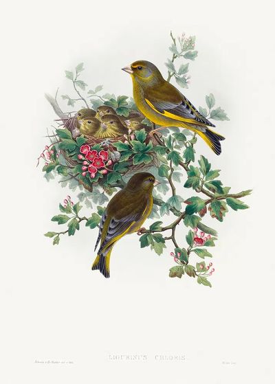 Ligurinus chloris; Greenfinch (1804–1902) print.