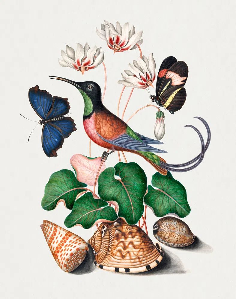 Crimson topaz hummingbird, Cyclamen, Red. poster — animals art